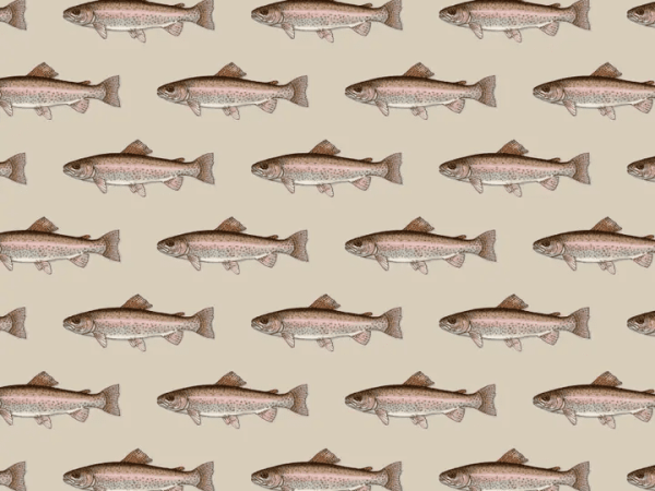 Single sheet of rainbow trout wrapping paper